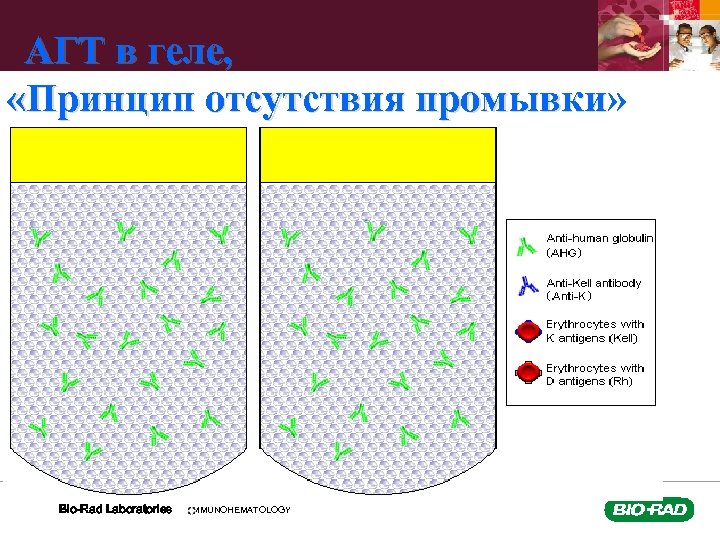 АГТ в геле, «Принцип отсутствия промывки» промывки Bio-Rad Laboratories IMMUNOHEMATOLOGY 