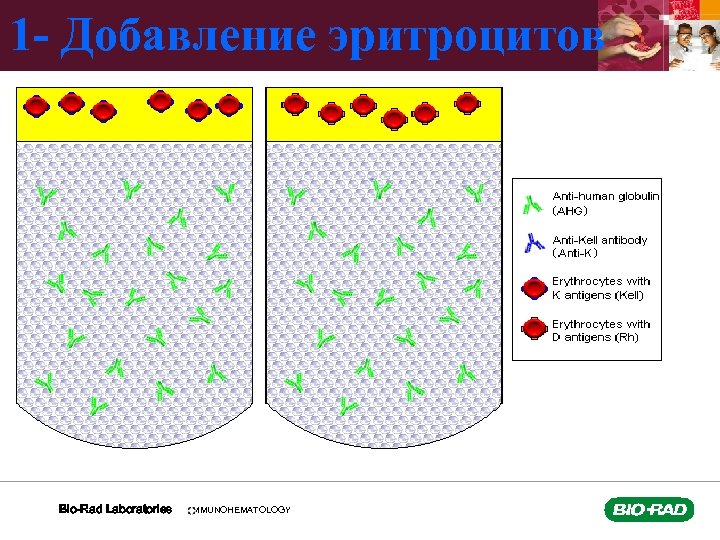 1 - Добавление эритроцитов Bio-Rad Laboratories IMMUNOHEMATOLOGY 