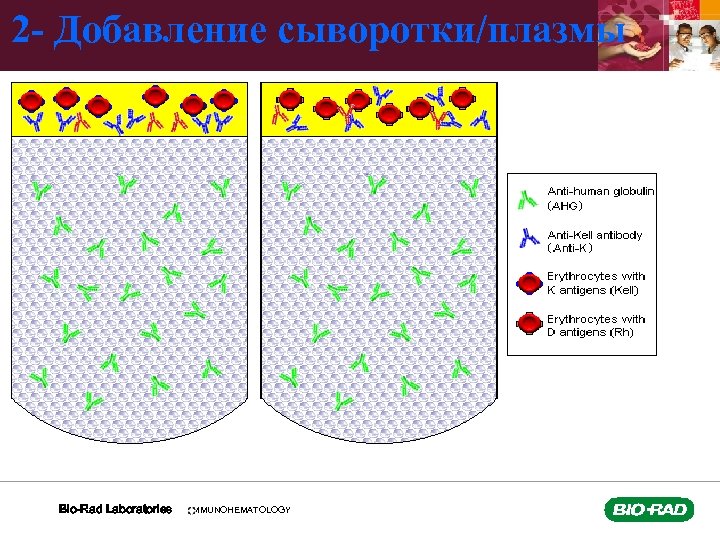 2 - Добавление сыворотки/плазмы Bio-Rad Laboratories IMMUNOHEMATOLOGY 