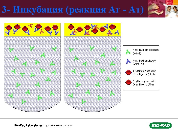 3 - Инкубация (реакция Аг - Ат) Bio-Rad Laboratories IMMUNOHEMATOLOGY 