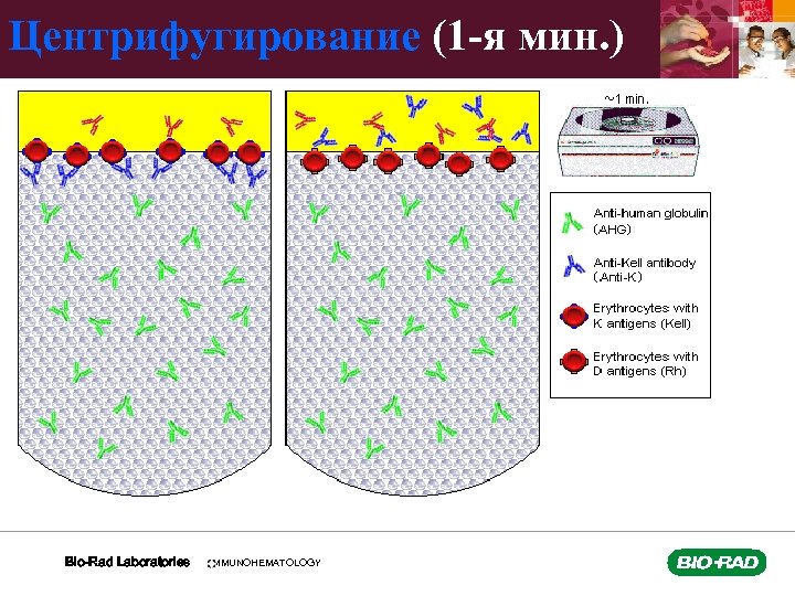 Центрифугирование (1 -я мин. ) Bio-Rad Laboratories IMMUNOHEMATOLOGY 