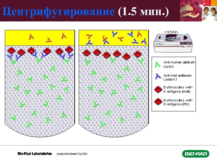 Центрифугирование (1. 5 мин. ) Bio-Rad Laboratories IMMUNOHEMATOLOGY 
