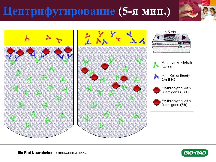 Центрифугирование (5 -я мин. ) Bio-Rad Laboratories IMMUNOHEMATOLOGY 