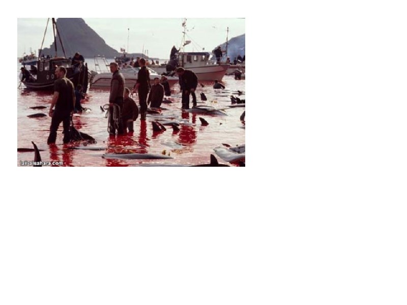 It's because of the cruelty that the human beings (civilised human) inflict, as they