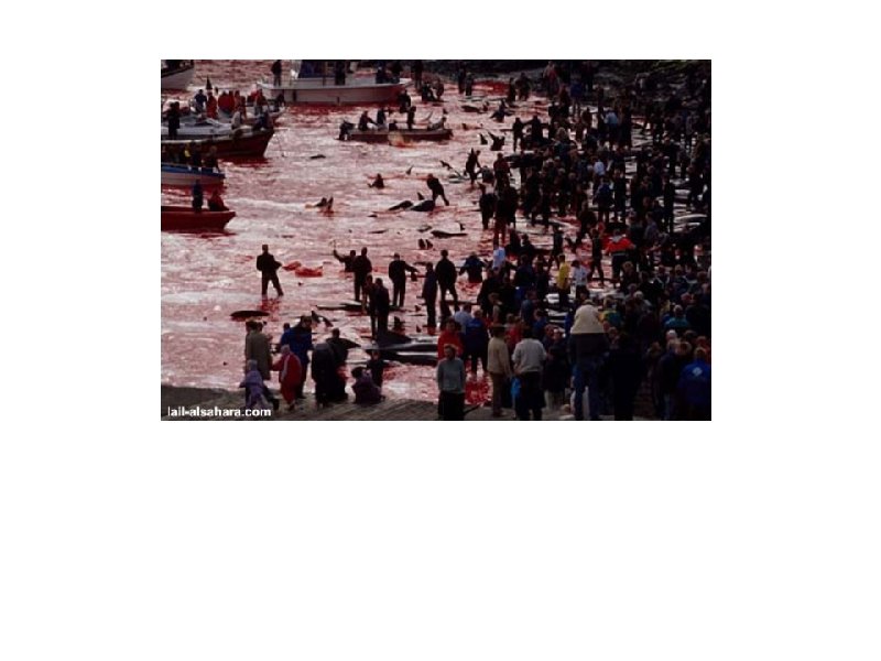 In this big celebration, nothing is missing for the fun. Everyone is participating in