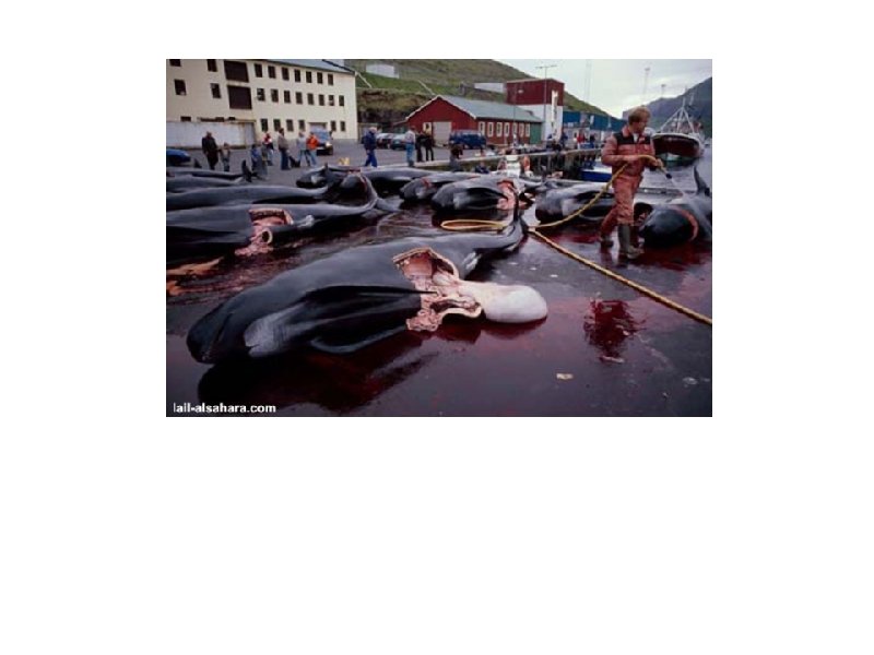 Is it necessary to mention that the dolphin Calderon, like all the other species