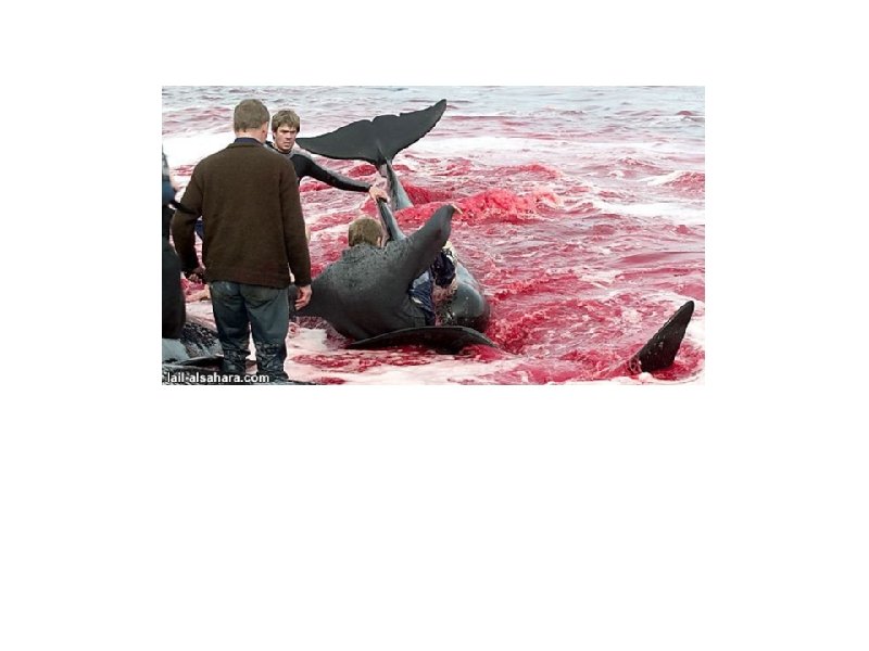 But they suffer in a way that can only be described as 'torture' and