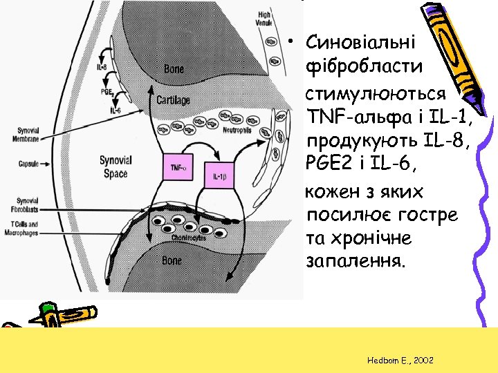  • Синовіальні фібробласти стимулюються TNF-альфа і IL-1, продукують IL-8, PGE 2 і IL-6,