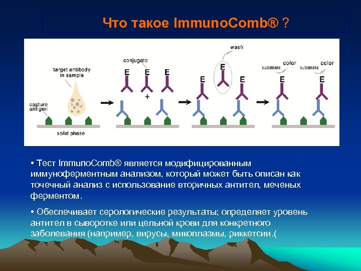 Что такое Immuno. Comb® ? • Тест Immuno. Comb® является модифицированным иммуноферментным анализом, который