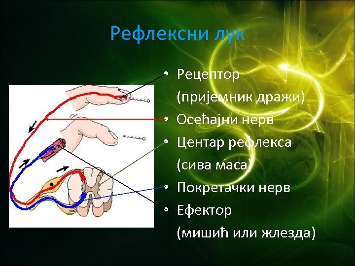 Рефлексни лук • Рецептор (пријемник дражи) • Осећајни нерв • Центар рефлекса (сива маса)