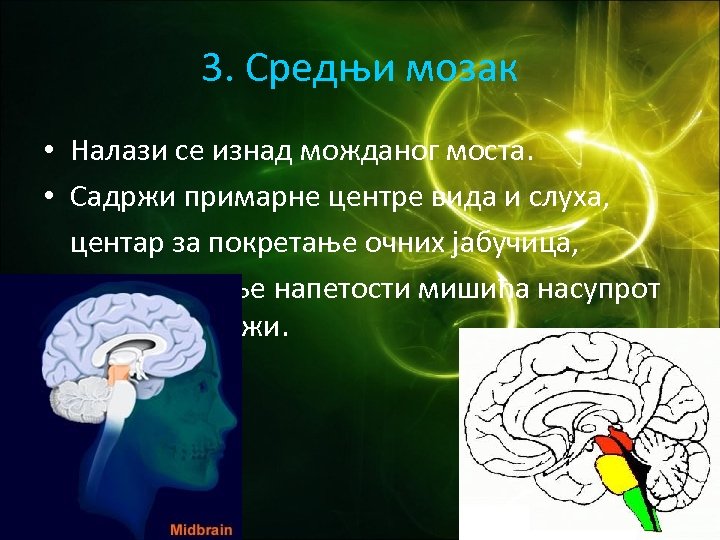 3. Средњи мозак • Налази се изнад можданог моста. • Садржи примарне центре вида