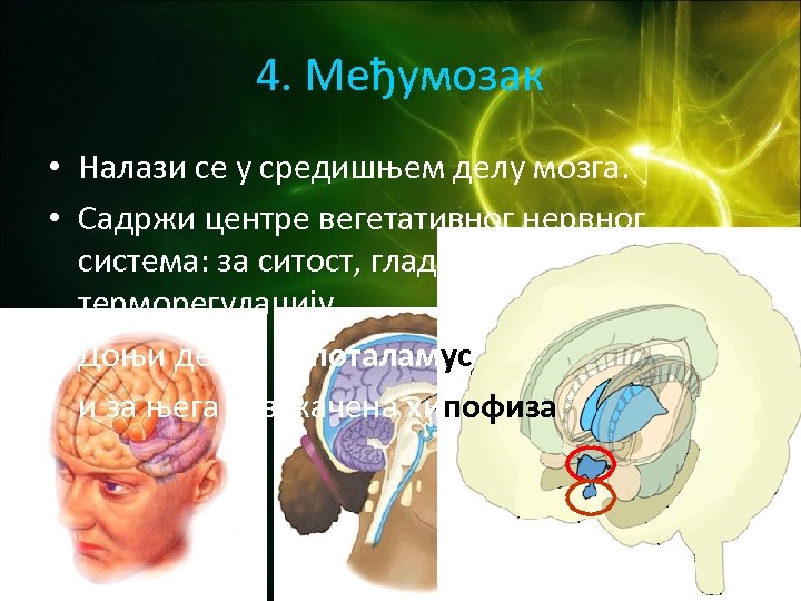 4. Међумозак • Налази се у средишњем делу мозга. • Садржи центре вегетативног нервног