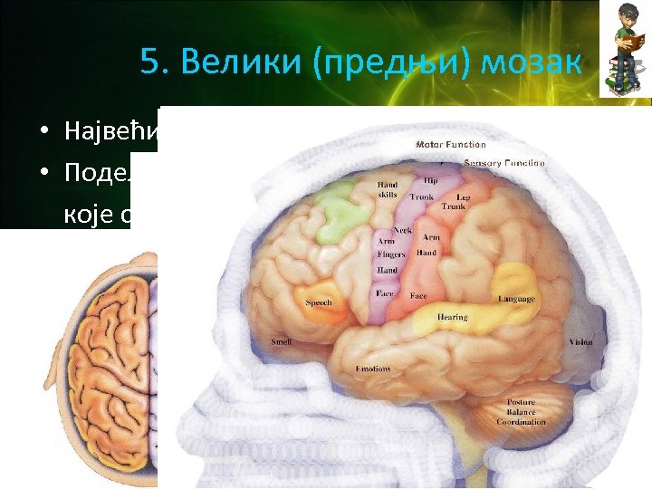 5. Велики (предњи) мозак • Највећи део, покрива све остале. • Подељен на две