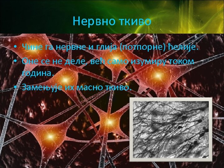 Нервно ткиво • Чине га нервне и глија (потпорне) ћелије. • Оне се не