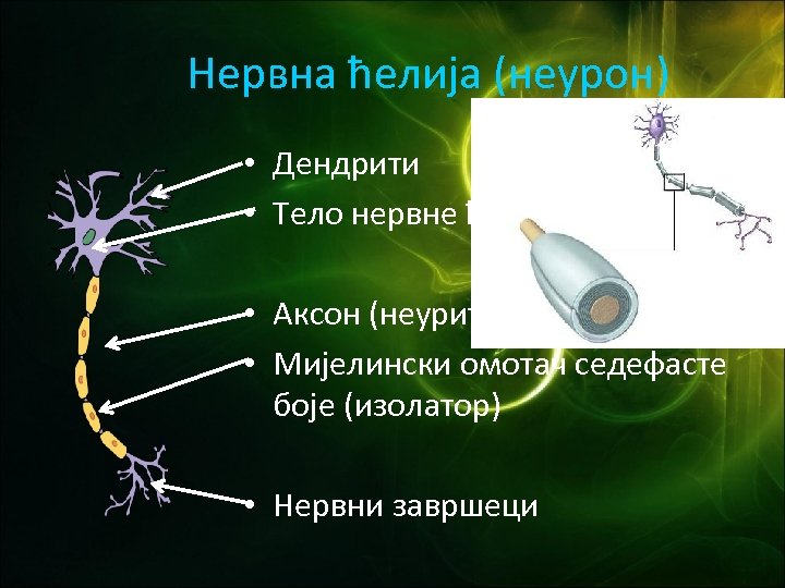 Нервна ћелија (неурон) • Дендрити • Тело нервне ћелије • Аксон (неурит) • Мијелински