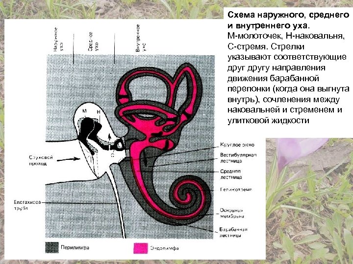 Схема наружного, среднего и внутреннего уха. М-молоточек, Н-наковальня, С-стремя. Стрелки указывают соответствующие другу направления