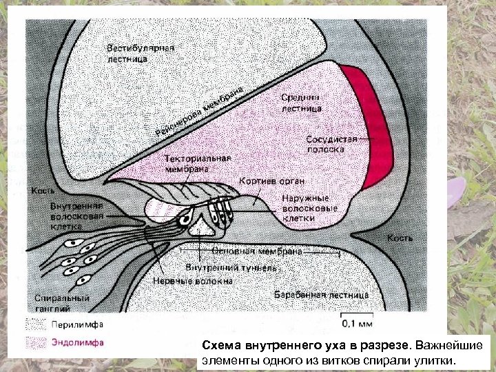 Схема внутреннего уха в разрезе. Важнейшие элементы одного из витков спирали улитки. 