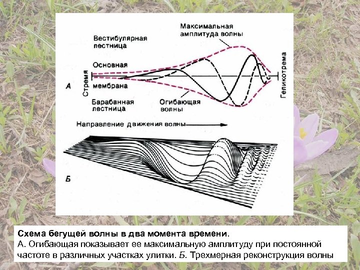 Схема бегущей волны в два момента времени. А. Огибающая показывает ее максимальную амплитуду при