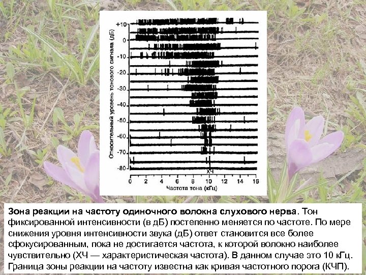 Зона реакции на частоту одиночного волокна слухового нерва. Тон фиксированной интенсивности (в д. Б)