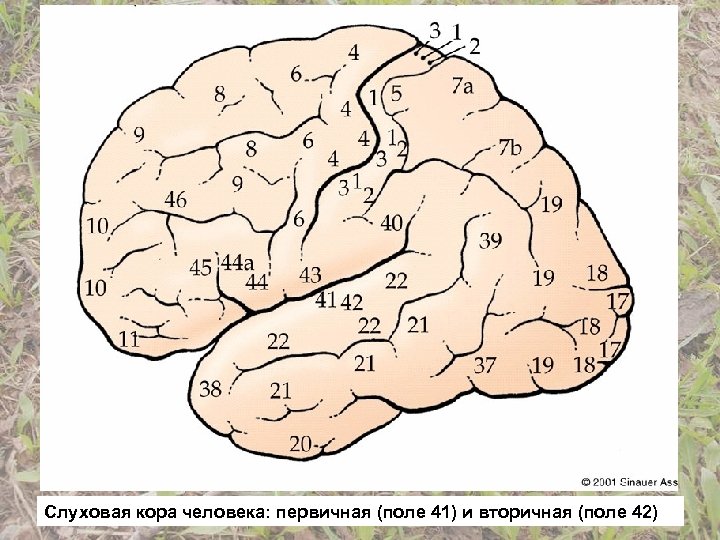 Слуховая кора человека: первичная (поле 41) и вторичная (поле 42) 