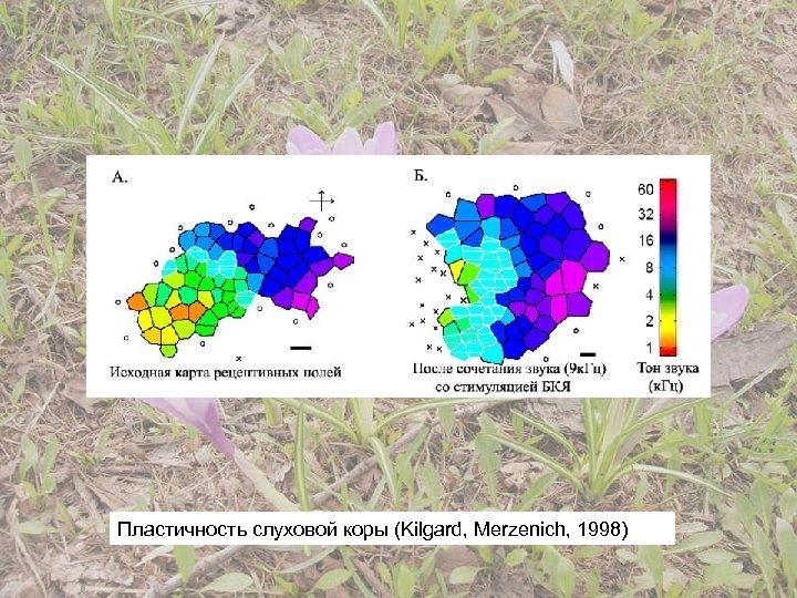 Пластичность слуховой коры (Kilgard, Merzenich, 1998) 