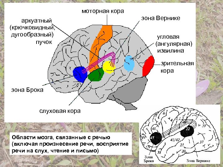 Премоторные зоны коры головного мозга. Зона Брока и Вернике дугообразный пучок. Ангулярная извилина, зоны Вернике.