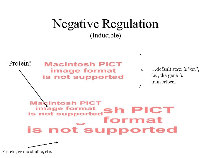 Negative Regulation (Inducible) Protein! Protein, or metabolite, etc. …default state is “on”, i. e.