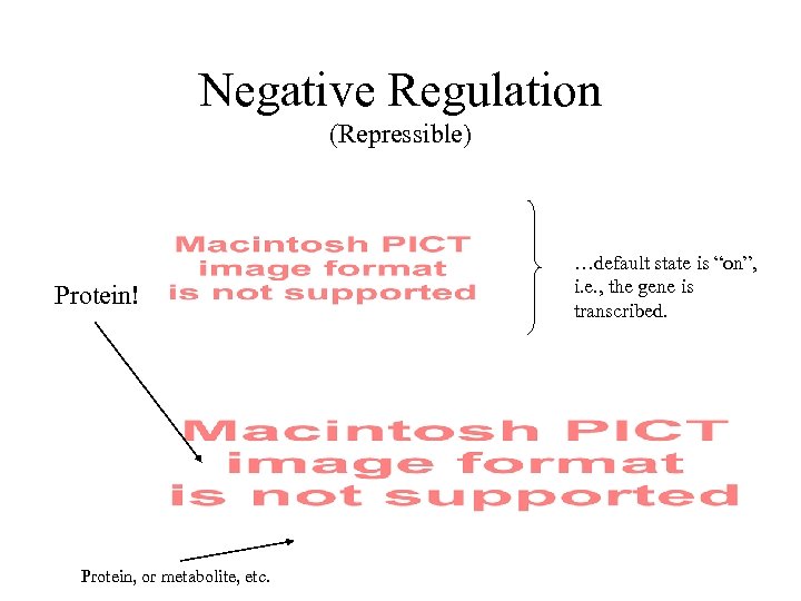 Negative Regulation (Repressible) Protein! Protein, or metabolite, etc. …default state is “on”, i. e.