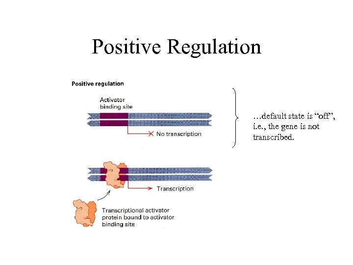 Positive Regulation …default state is “off”, i. e. , the gene is not transcribed.