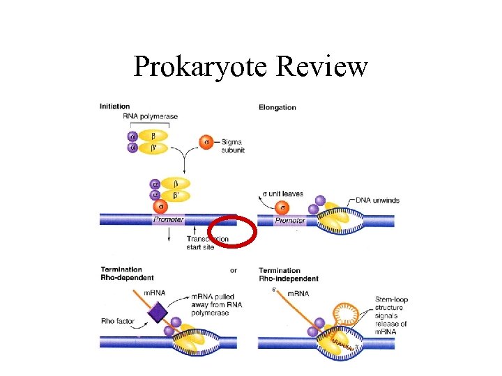 Prokaryote Review 