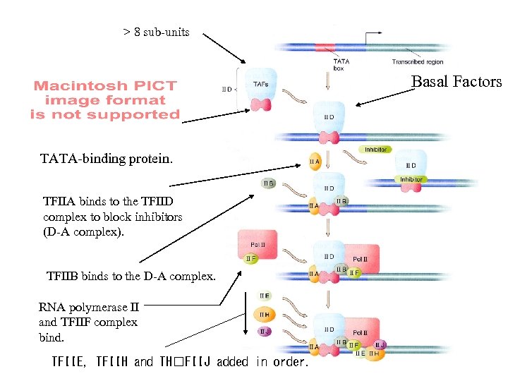 > 8 sub-units Basal Factors TATA-binding protein. TFIIA binds to the TFIID complex to