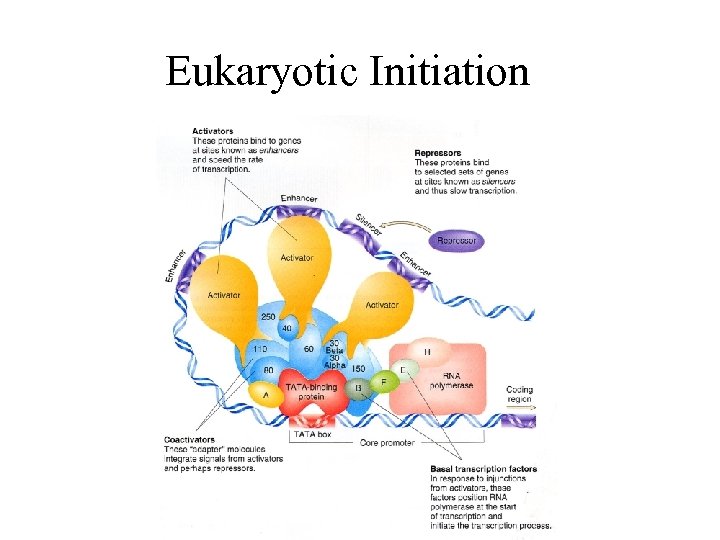 Eukaryotic Initiation 