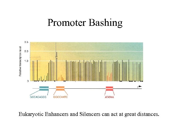 Promoter Bashing Eukaryotic Enhancers and Silencers can act at great distances. 