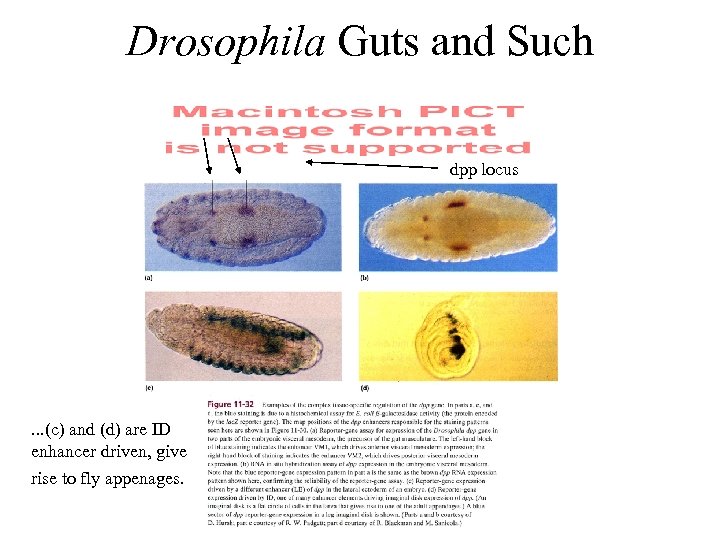 Drosophila Guts and Such dpp locus . . . (c) and (d) are ID