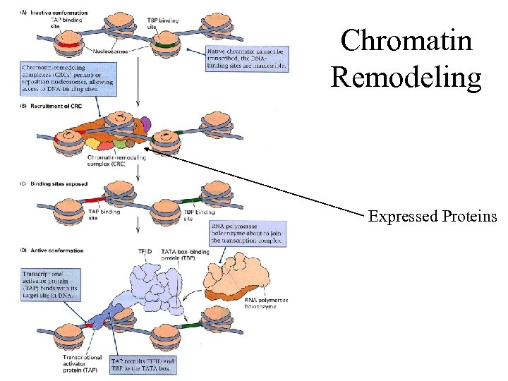 Chromatin Remodeling Expressed Proteins 