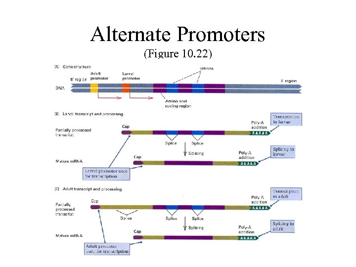 Alternate Promoters (Figure 10. 22) 