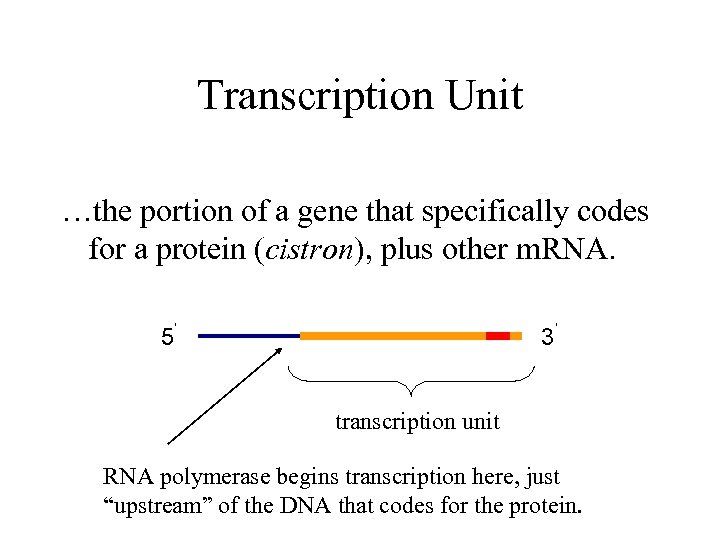 Transcription Unit …the portion of a gene that specifically codes for a protein (cistron),