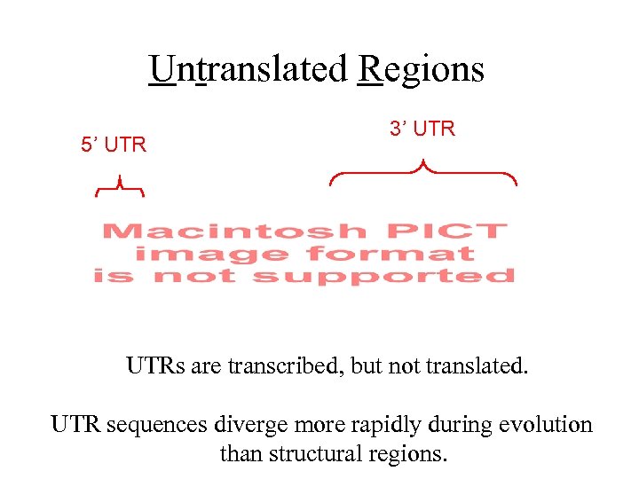 Untranslated Regions 5’ UTR 3’ UTRs are transcribed, but not translated. UTR sequences diverge