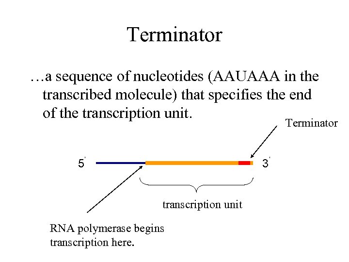 Terminator …a sequence of nucleotides (AAUAAA in the transcribed molecule) that specifies the end