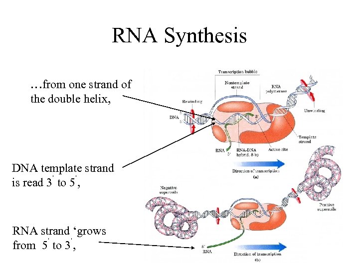 RNA Synthesis …from one strand of the double helix, DNA template strand is read