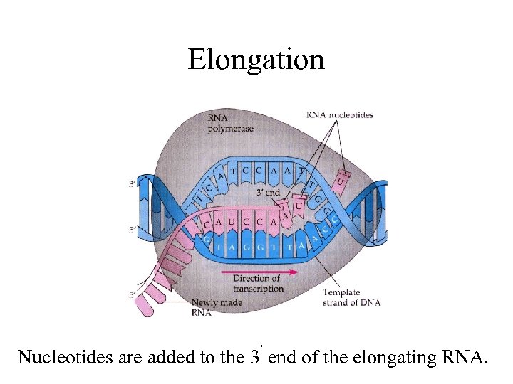 Elongation Nucleotides are added to the 3’ end of the elongating RNA. 