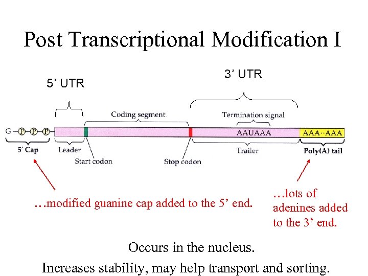 Post Transcriptional Modification I 5’ UTR 3’ UTR …modified guanine cap added to the