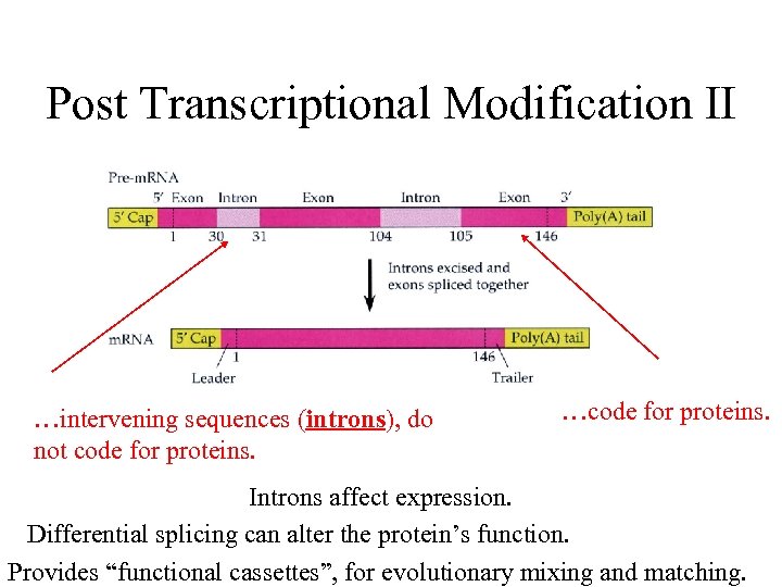 Post Transcriptional Modification II …intervening sequences (introns), do not code for proteins. …code for