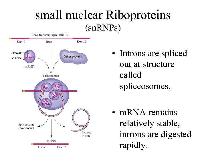 small nuclear Riboproteins (sn. RNPs) • Introns are spliced out at structure called spliceosomes,