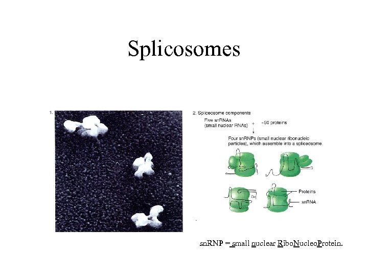 Splicosomes sn. RNP = small nuclear Ribo. Nucleo. Protein. 