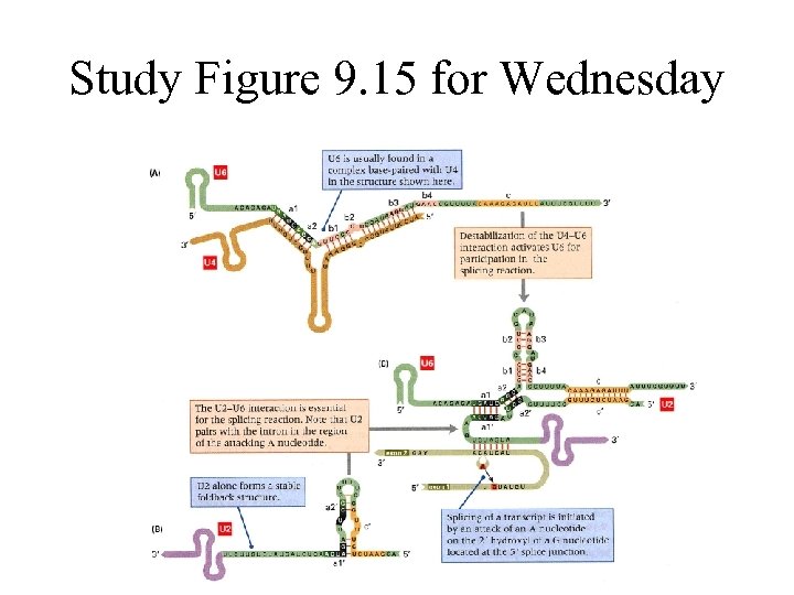 Study Figure 9. 15 for Wednesday 