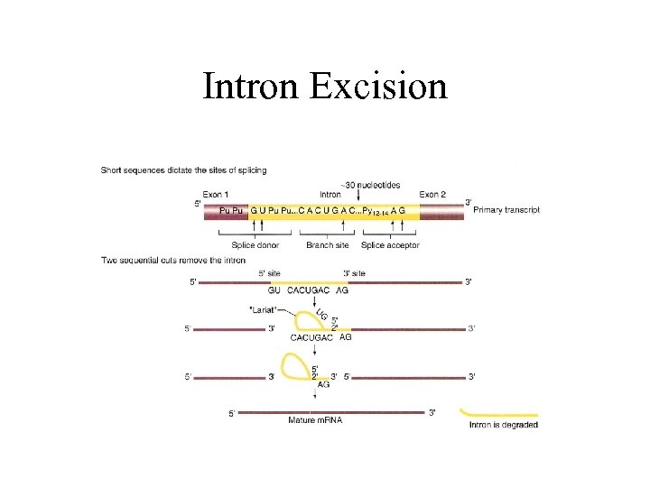 Intron Excision 