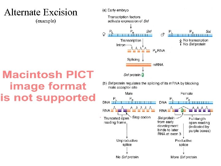 Alternate Excision (example) 