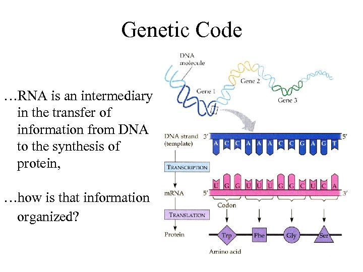 Genetic Code …RNA is an intermediary in the transfer of information from DNA to