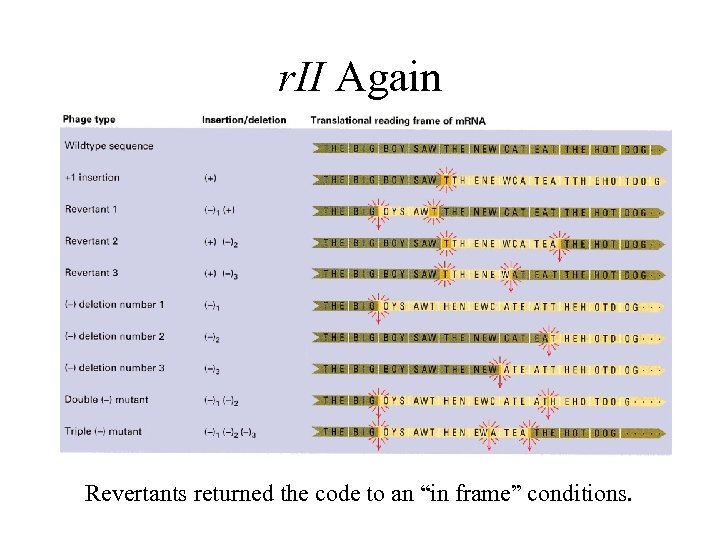 r. II Again Revertants returned the code to an “in frame” conditions. 